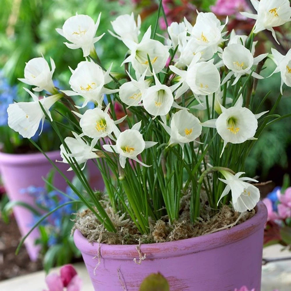 Thompson and Morgan Daffodil Cantabricus Planting Bulb 16 Pack Image 2