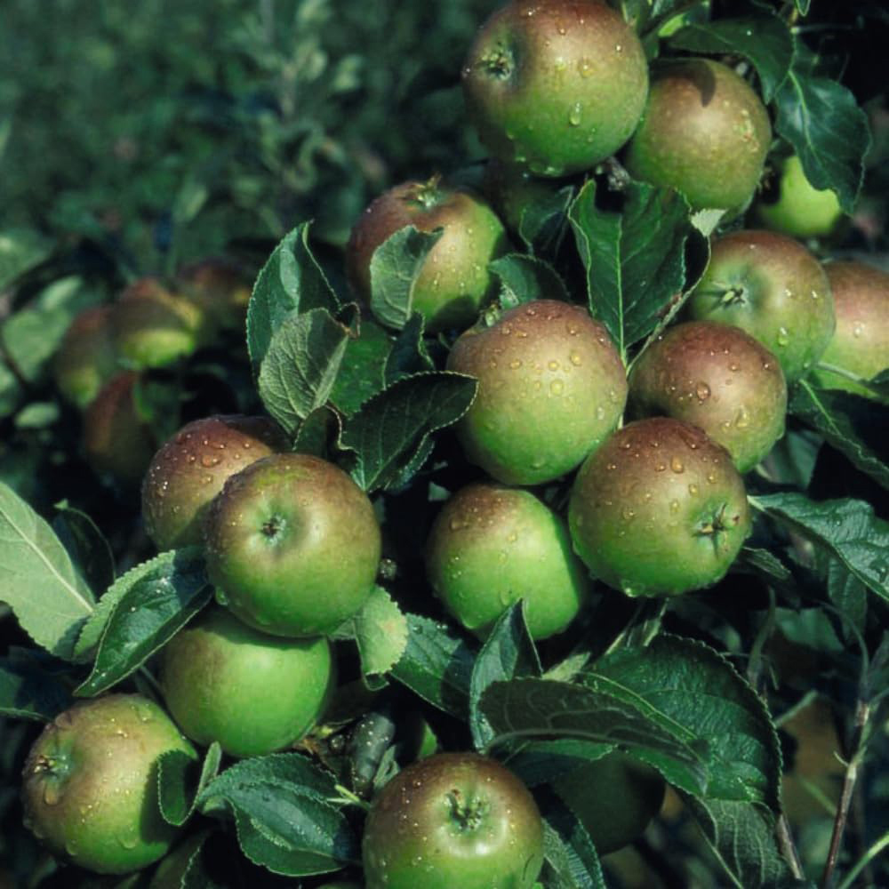 Thompson and Morgan Apple Malus Cox's Orange Pippin Espalier Tree Pot 5L 2 Pack Image 3