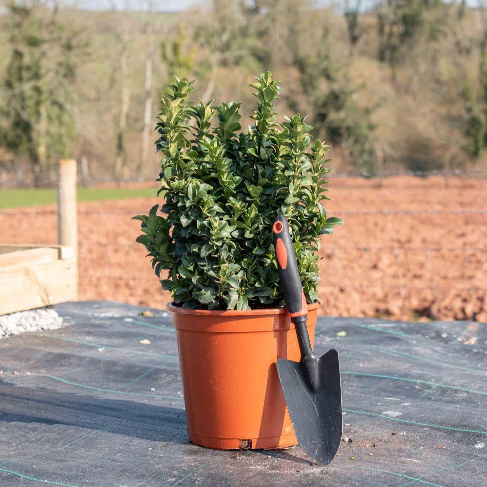 Thompson and Morgan Euonymus Japonicus Green Rocket Plant Pot 9cm 3 Pack Image 2