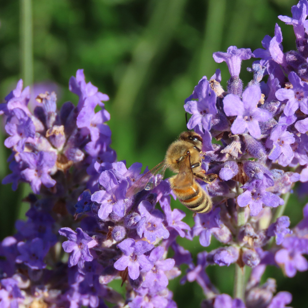 Thompson and Morgan Lavender Hidcote Plant Pot 3L Image 1