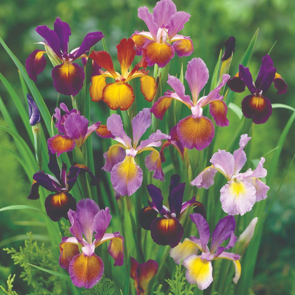 Thompson and Morgan Bulb Dark Collection Planting Bulbs 74 Pack Image 3