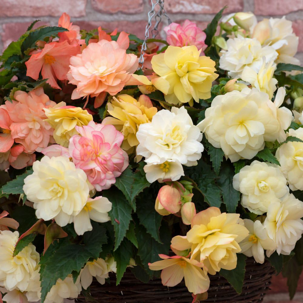 Thompson and Morgan Begonia Nonstop Joy Peaches and Dreams Garden Ready Plant 15 Pack Image 1