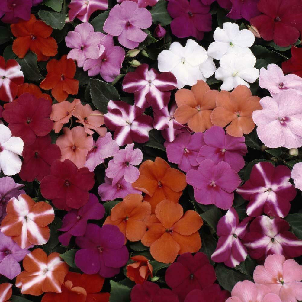 Thompson and Morgan Nurserymans Choice Annual Bedding Mixed Plant Plug 36 Pack Image 4