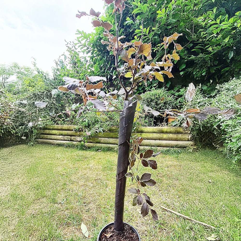 Inspirational Gifting Brown Spiral Tree Guard 60cm x 38mm 50 Pack Image 2