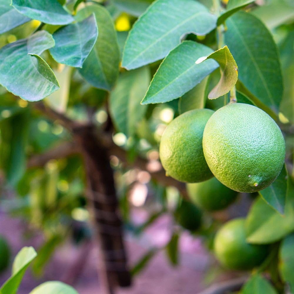 Thompson and Morgan Mediterranean Fruit Collection Plant Pot 4 Pack Image 2