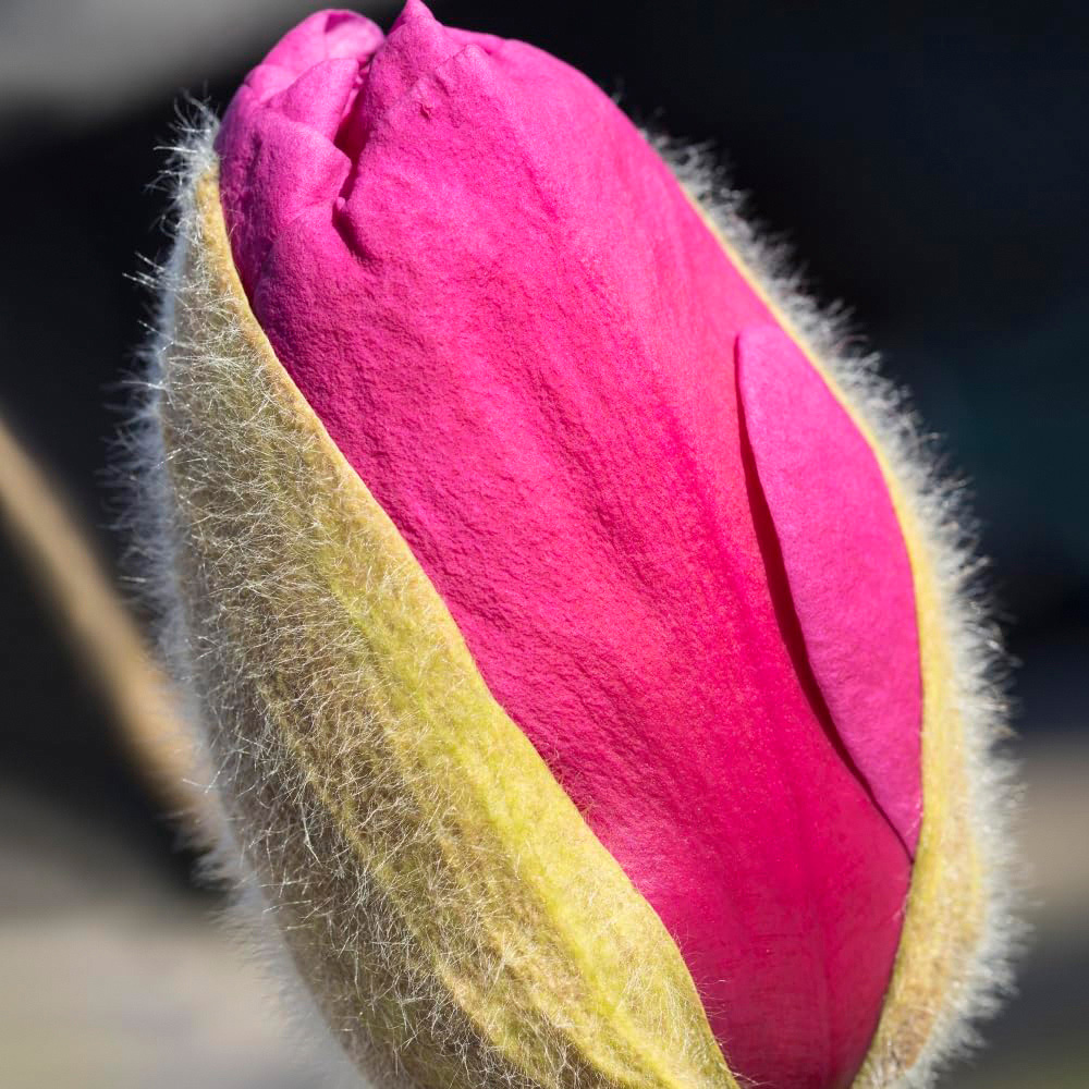 Thompson and Morgan Magnloia Meganolia Plant Pot 3L 2 Pack Image 2