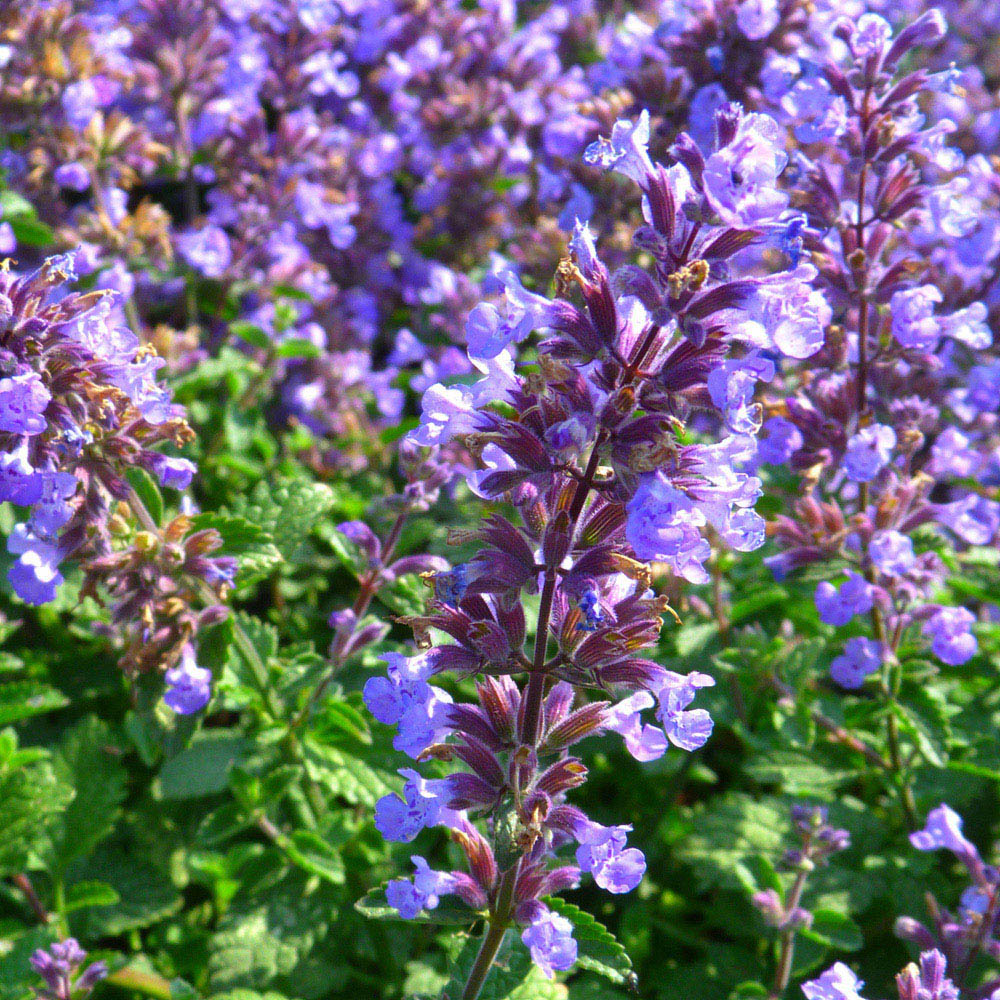 Thompson and Morgan Nepeta Pack Faassenii Purrsian Blue Plant Pot 3L Image 5