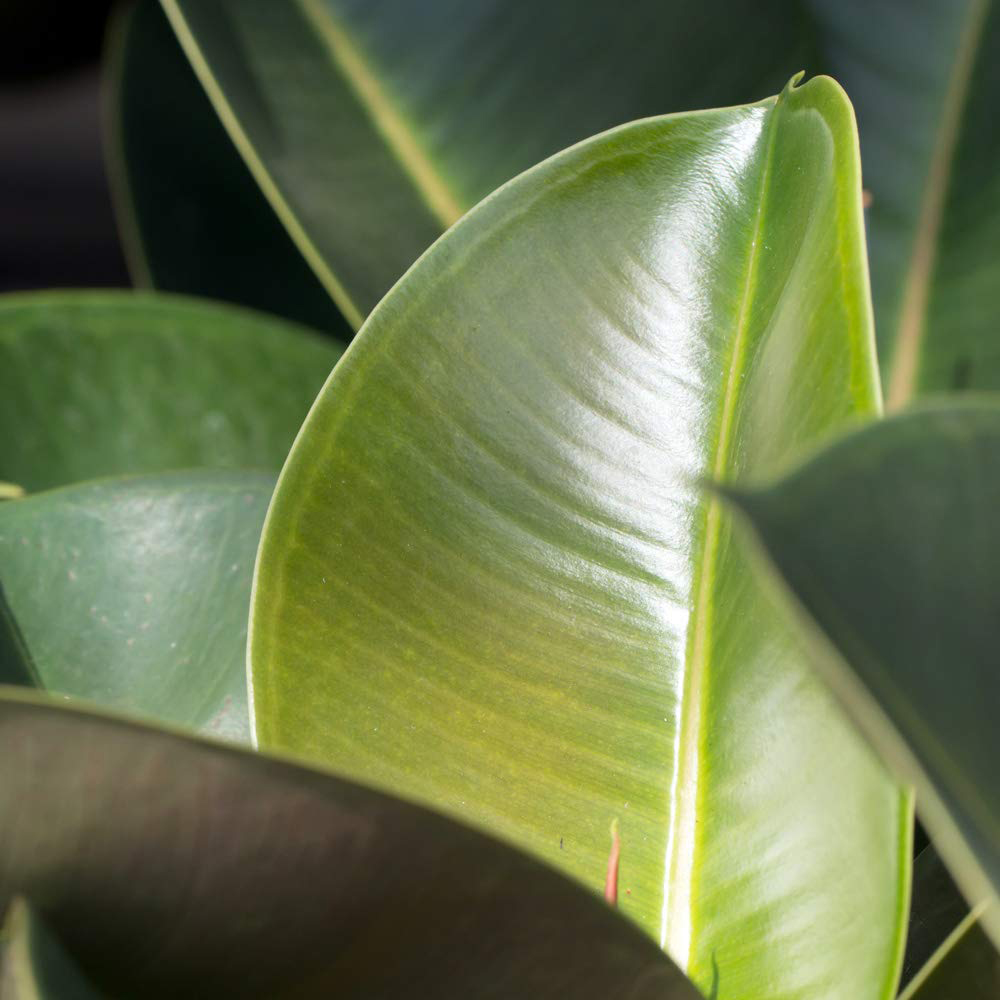 Thompson and Morgan Ficus Indian Rubber Plant Pot 12cm 3 Pack Image 3