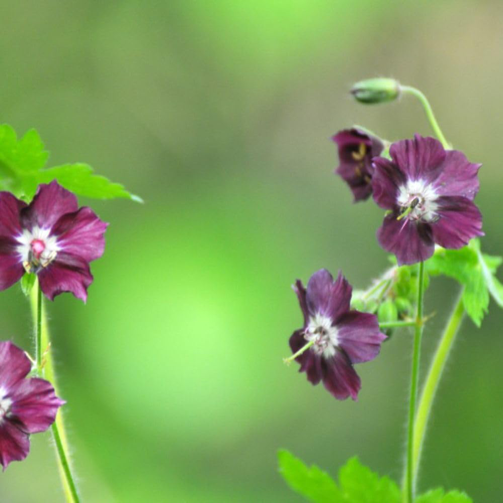 Thompson and Morgan Geranium Joseph Green Plant Pot 9cm 2 Pack Image 3