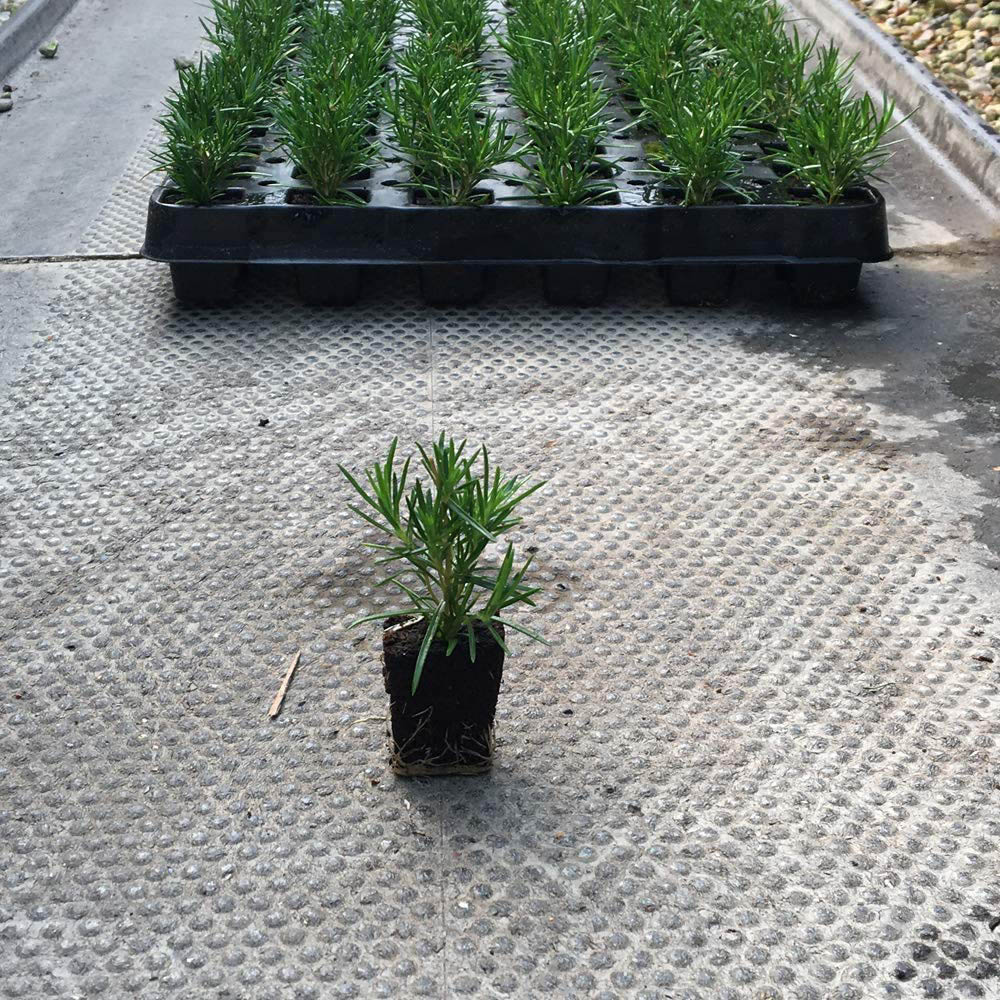 Thompson and Morgan Creeping Phlox Collection 2023 Ground Cover Perennial 10 Postiplugs Image 6