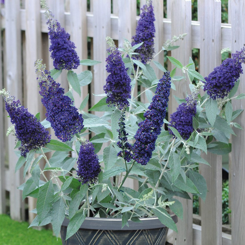 Thompson & Morgan Buddleja Buzz Indigo Jumbo Plugs 3 Pack Image 3