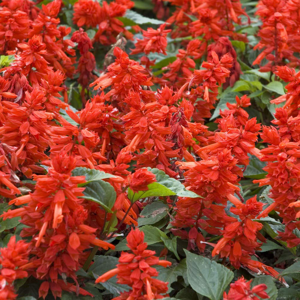 Thompson and Morgan Salvia Blaze of Fire Garden Ready Plant 15 Pack Image 3