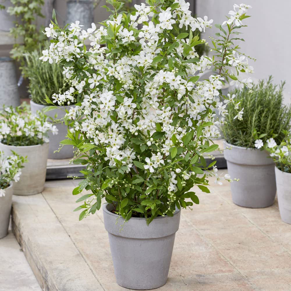 Thompson and Morgan Exochorda Blushing Pearl Potted Plant 9cm Image 2