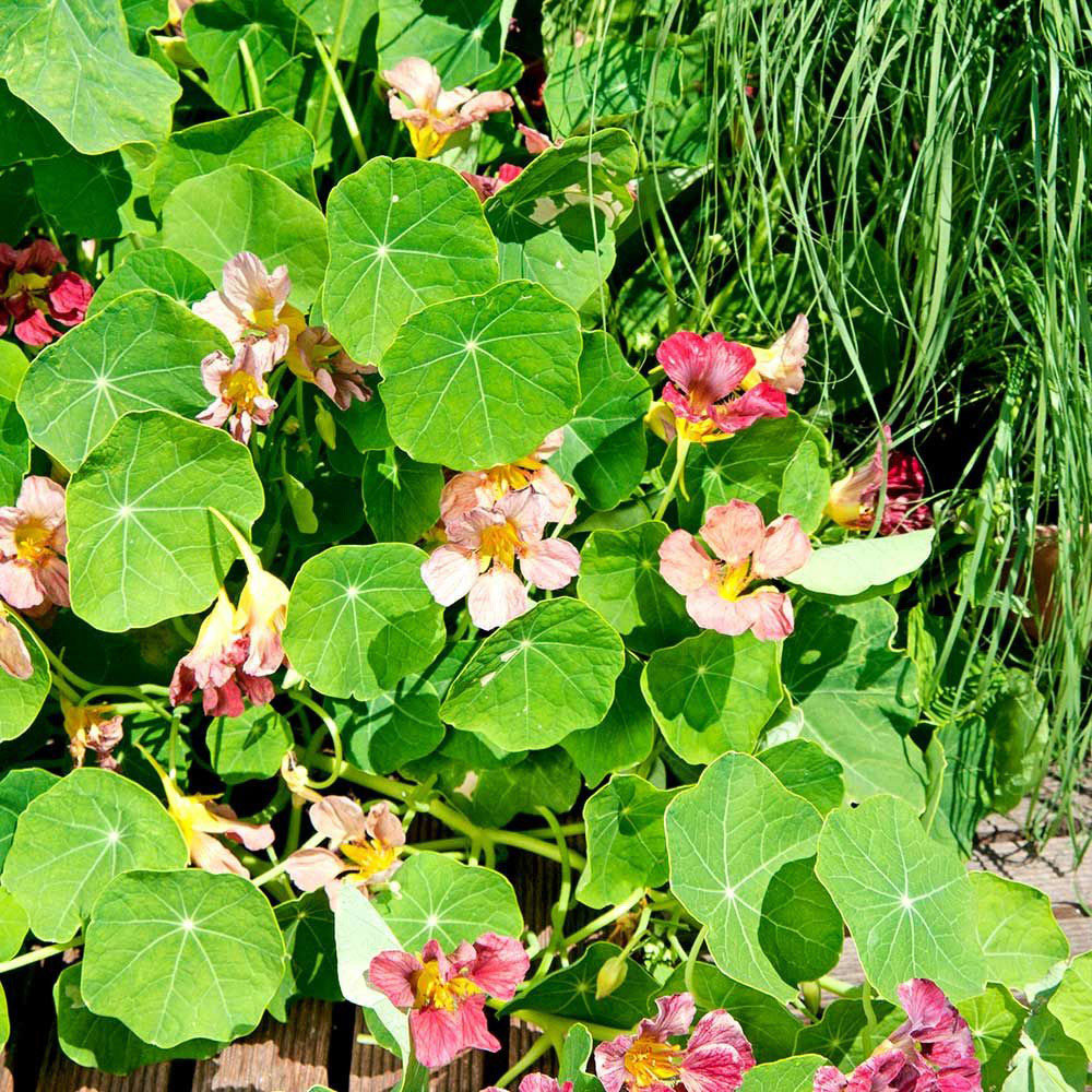 Thompson and Morgan Nasturtium Purple Emperor Seeds Image 2