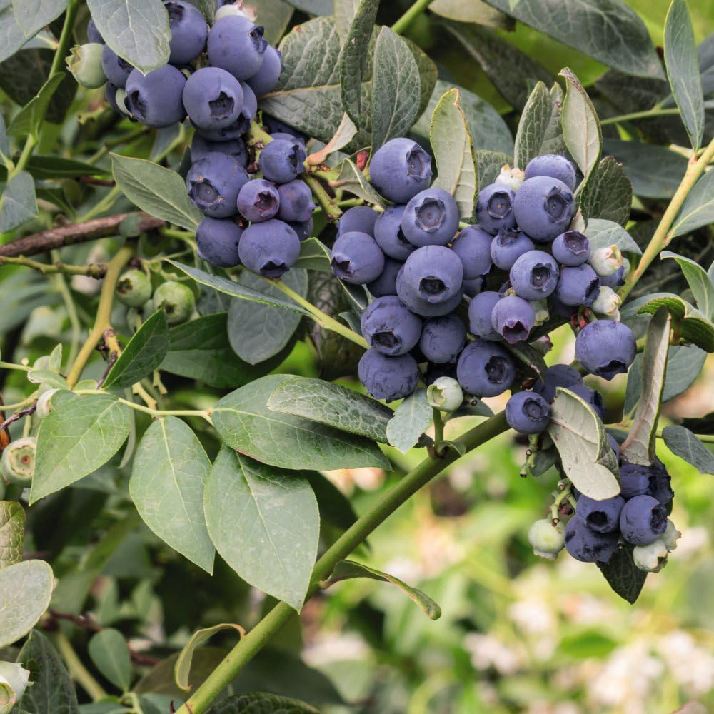 Thompson and Morgan Blueberry Duke Plant Pot 2L 2 Pack Image 3