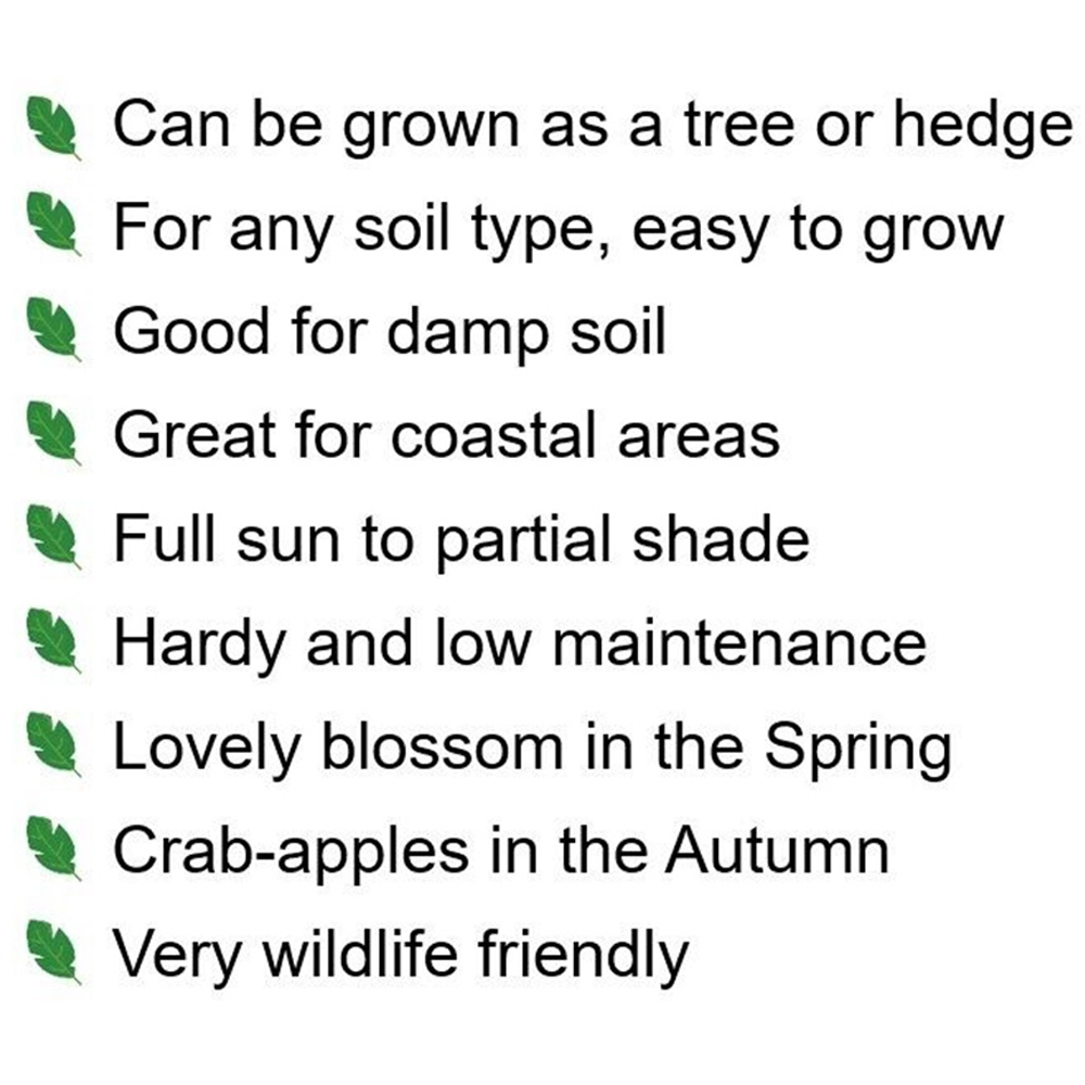 Inspirational Gifting Crab Apple Bare Root Hedge Plant Sapling 2-3ft 10 Pack Image 6