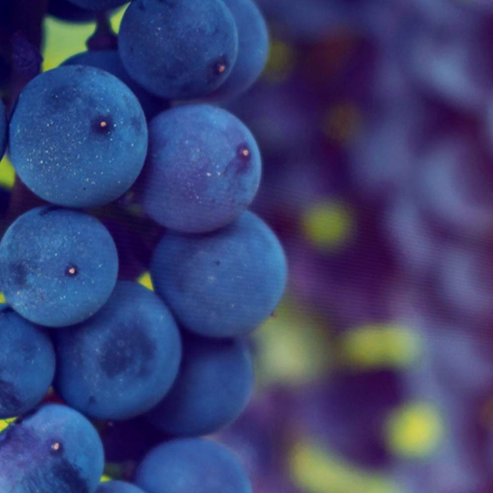 Thompson and Morgan Grape Vitis Cabernet Plant Pot 10.5cm Image 3