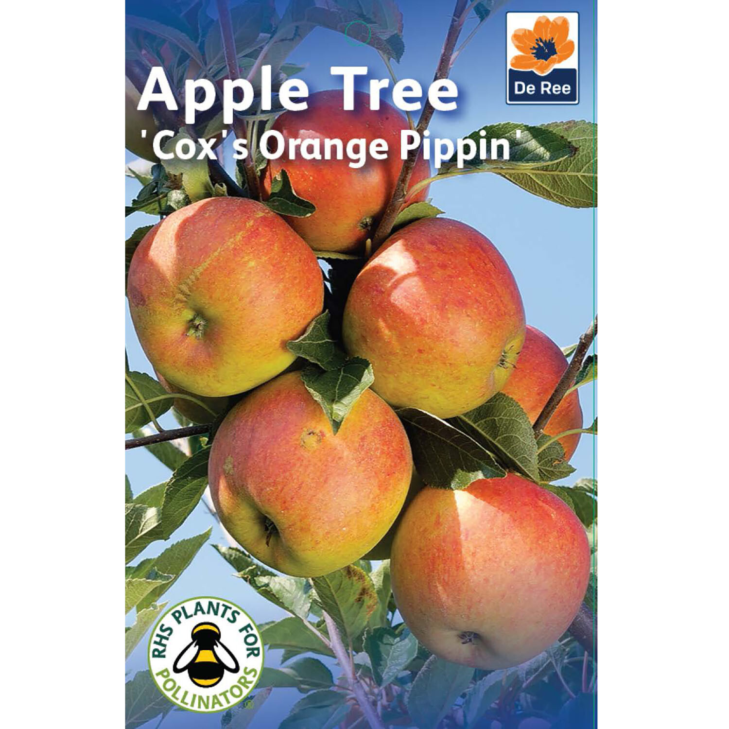 Cox Orange Pippin Apple Tree Image