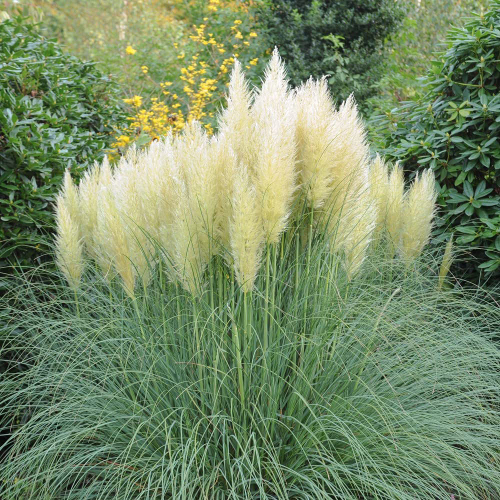 Thompson and Morgan Cortaderia Selloana Duo Plant Pot 9cm 2 Pack Image 2