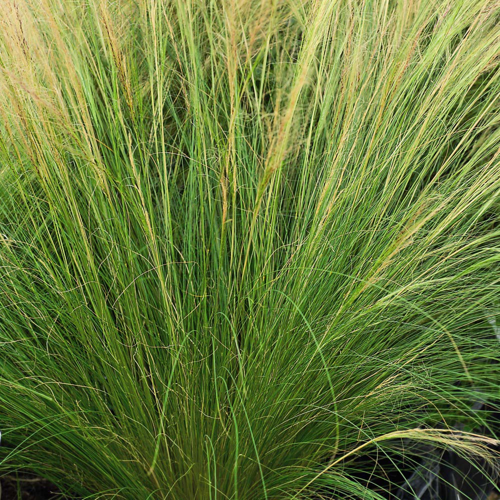 Thompson and Morgan Stipa Tenuissima Potted Plant 1L 2 Pack Image 2