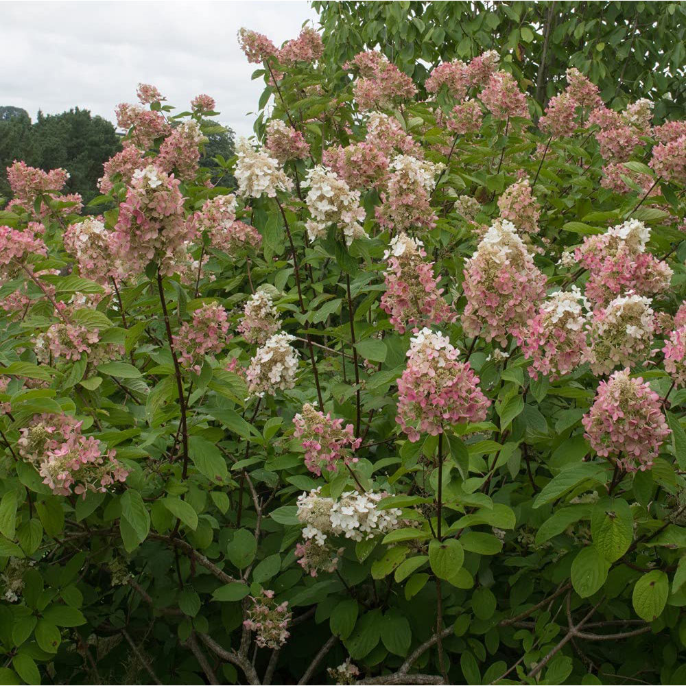 Thompson and Morgan Hydrangea Paniculata Pink Diamond Plant Pot 9cm Image 2