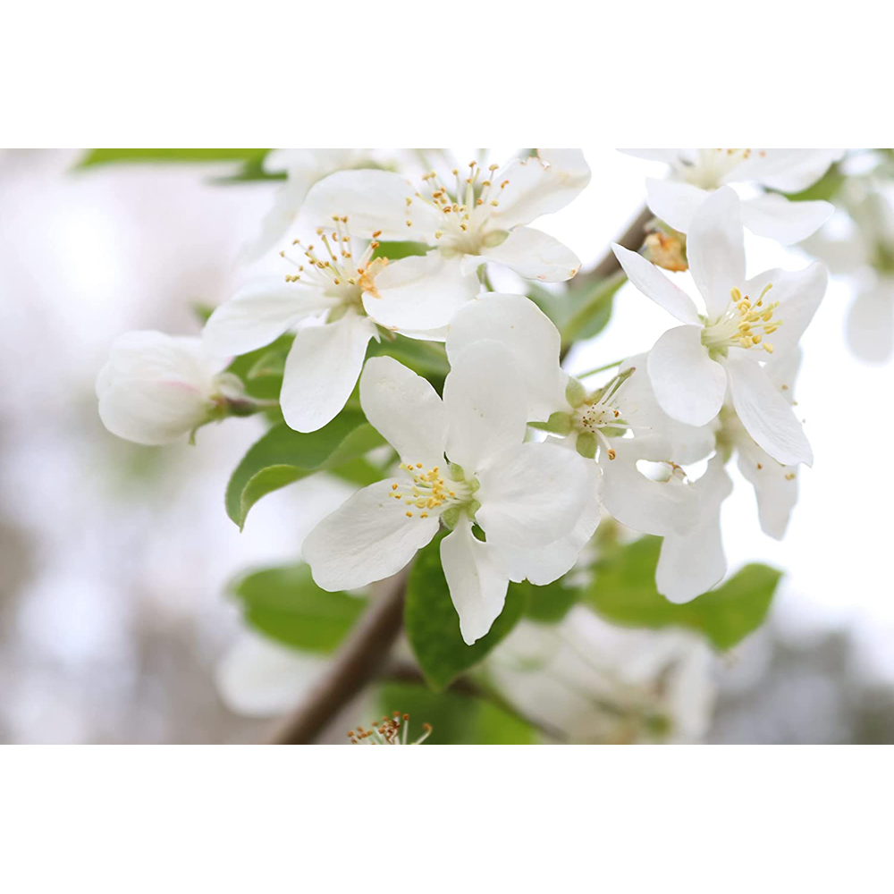 Inspirational Gifting Crab Apple Bare Root Hedge Plant Sapling 2-3ft 10 Pack Image 3