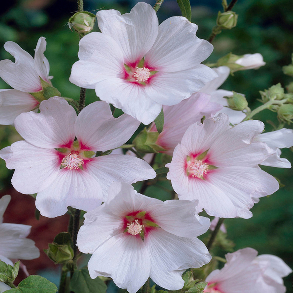 YouGarden Barnsley Baby Mallow Tree Image 1