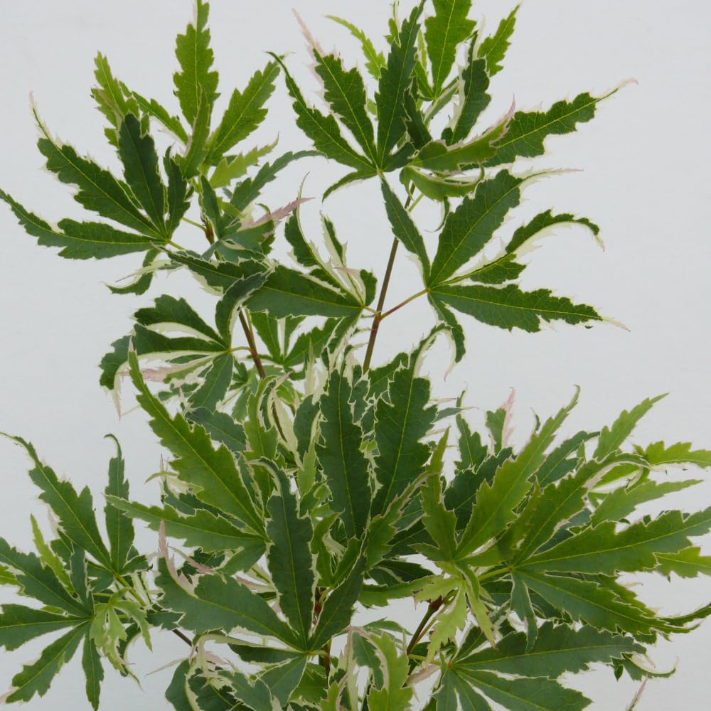 Thompson and Morgan Acer Palmatum Butterfly Plant Pot 3L Image 3