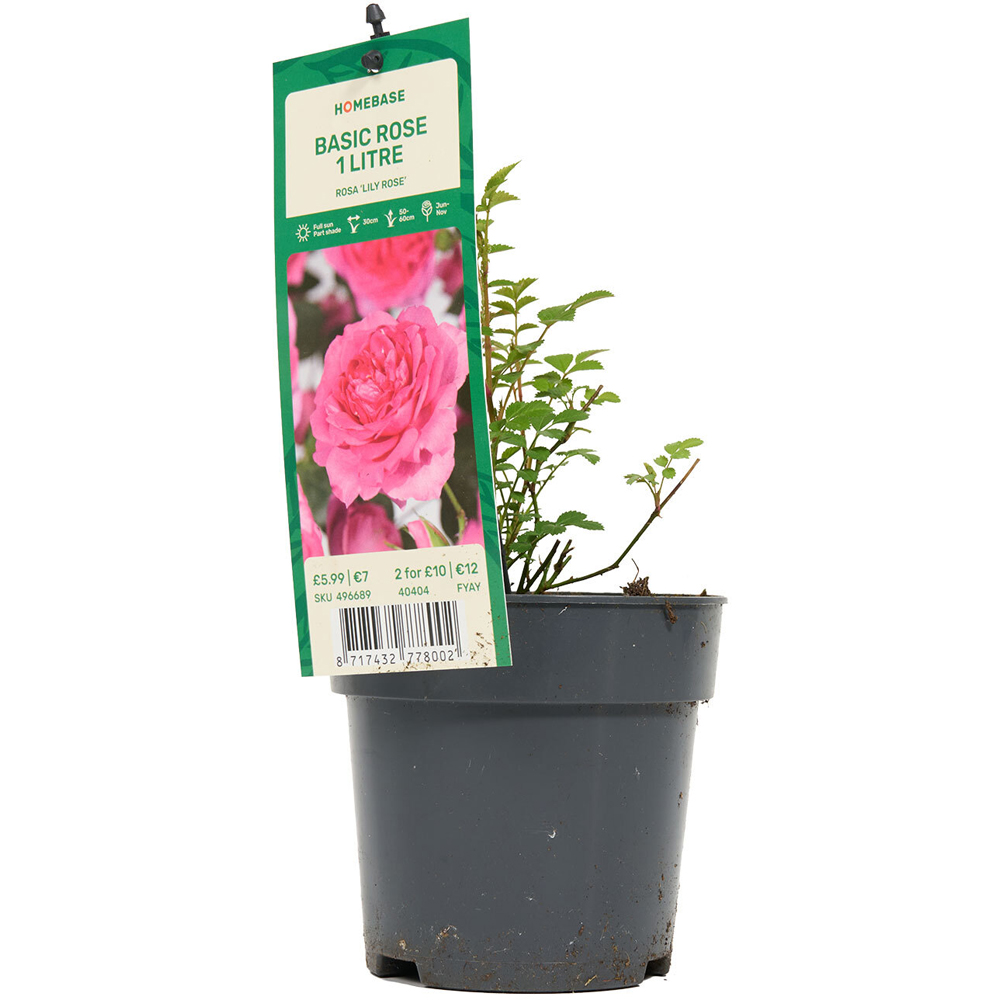 Basic Rose Plant Image 5