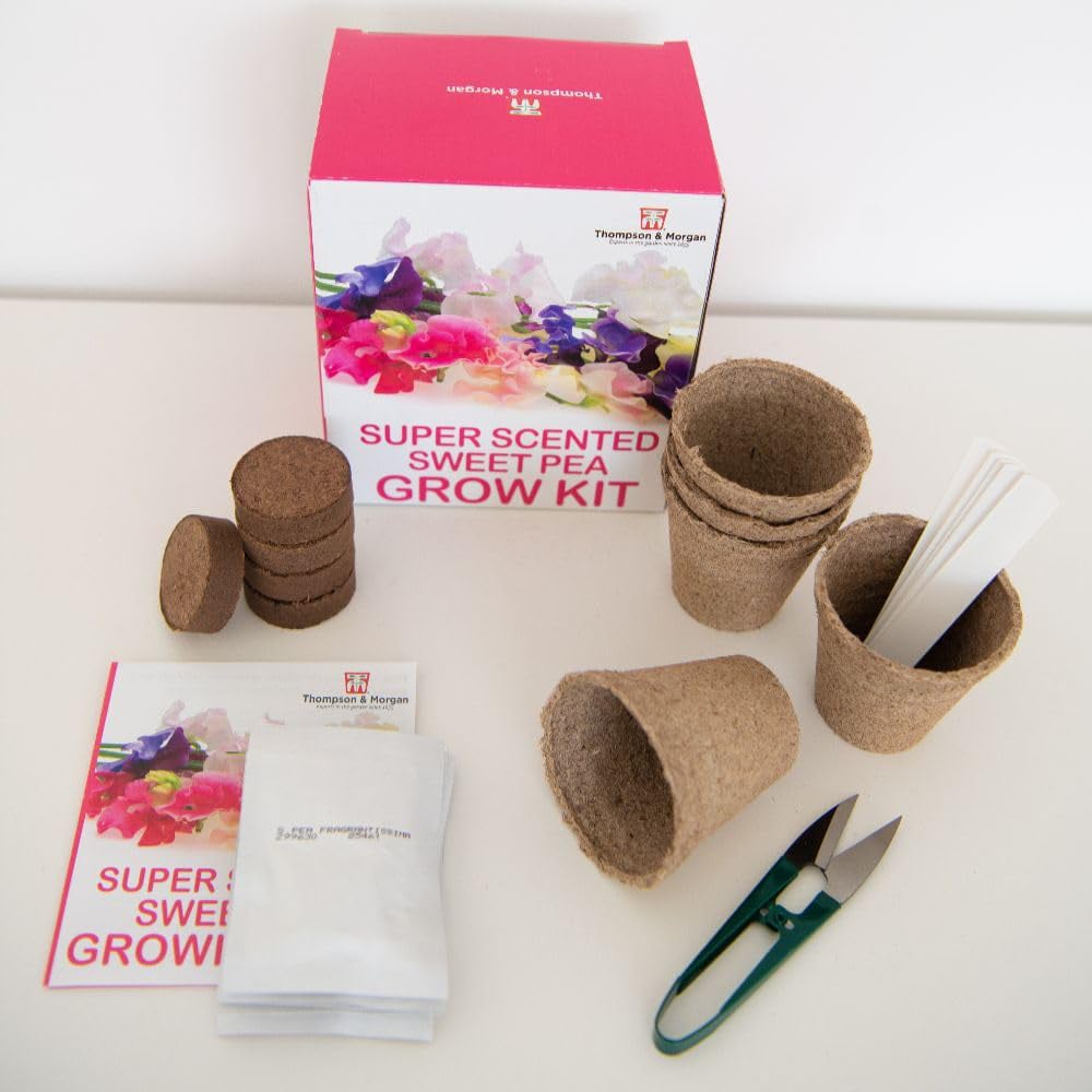 Thompson and Morgan Gift Sweet Peas Seed Grow Kit Image 4