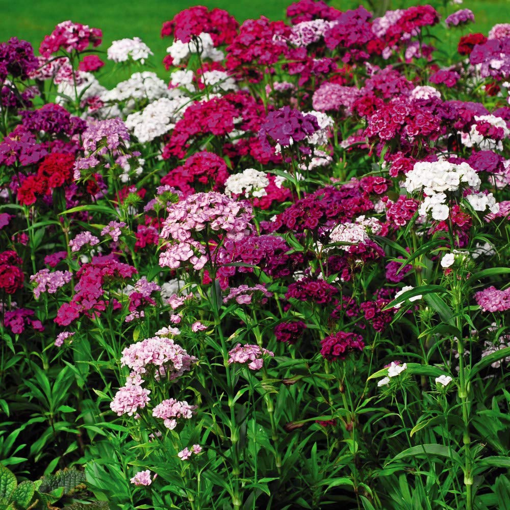 Thompson and Morgan Dianthus Pinks Festival Mixed Garden Ready Plant 15 Pack Image 2