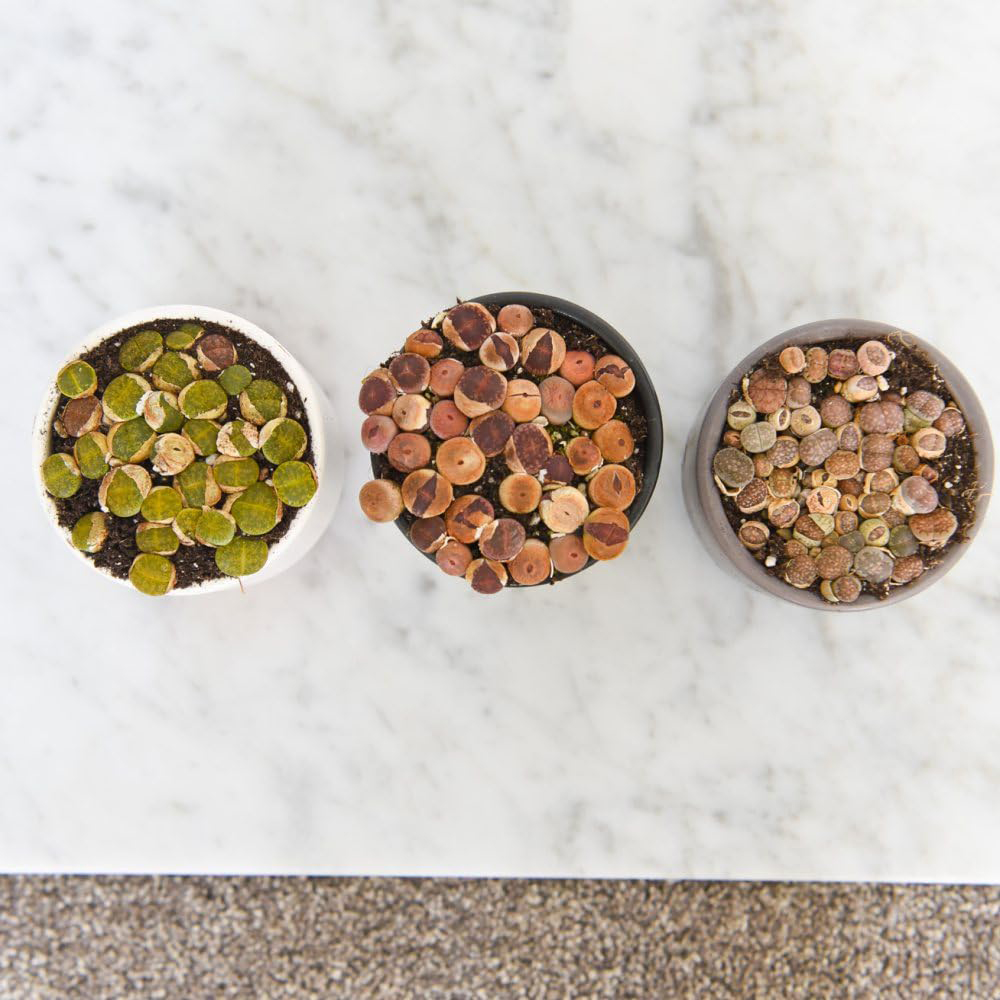 Thompson and Morgan Lithops species Mix 8.5cm Image 4