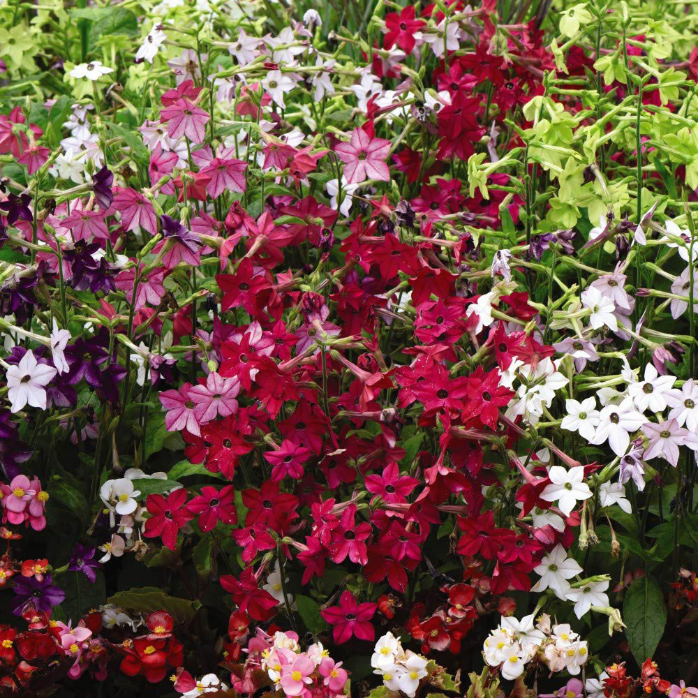 Thompson and Morgan Nicotiana Eau De Cologne Mixed Plant Plugs 72 Pack Image 2