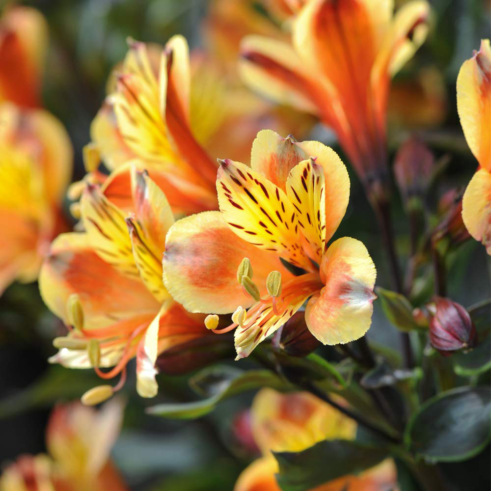 Thompson and Morgan Alstroemeria Hardy Summer Breeze Plug Plant 3 Pack Image 3