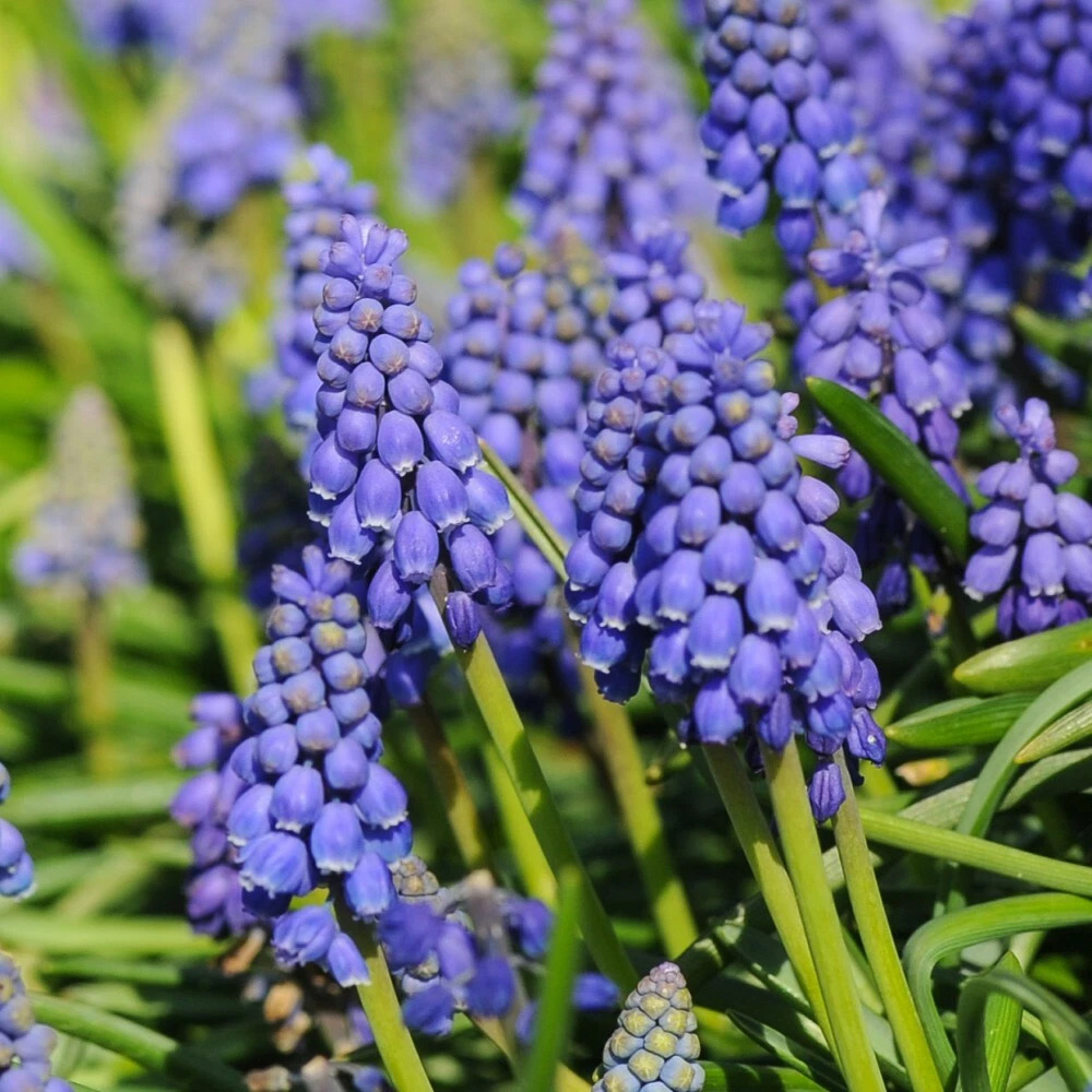 Thompson and Morgan Muscari Armeniacum Autumn Planting Bulb 50 Pack Image 4