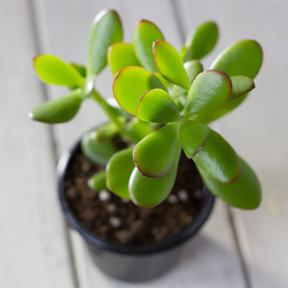 Thompson and Morgan Crassula Succulents Mix Potted Plant 10.5cm 5 Pack Image 3