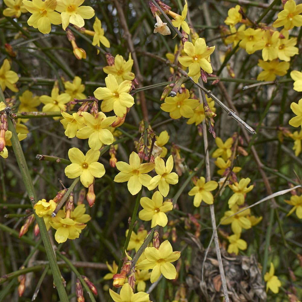 Thompson and Morgan Scented Shrub Collection Plant Pot 9cm 3 Pack Image 2