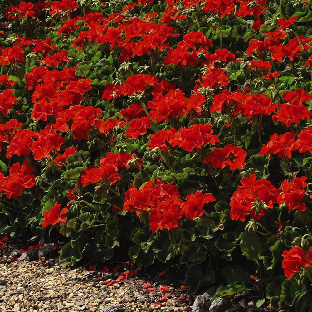 Thompson and Morgan Geranium Best Red Plant Plug 72 Pack Image 4