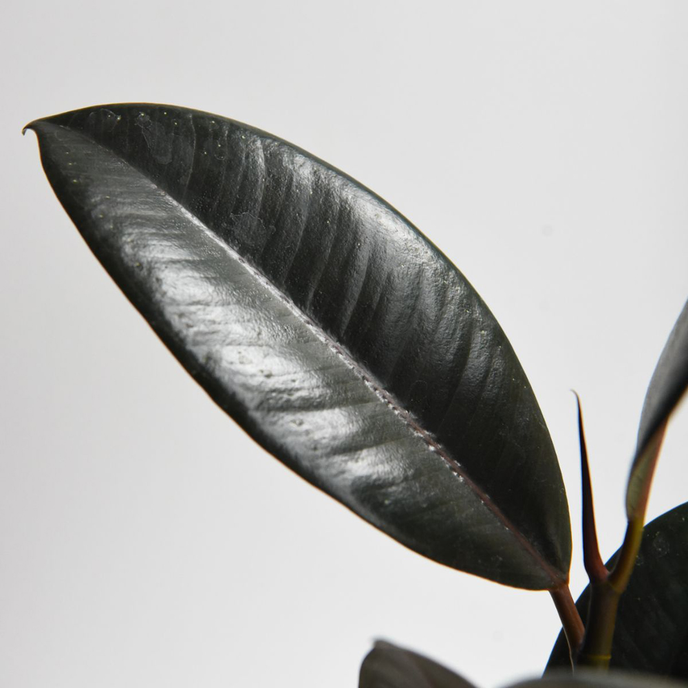 Thompson and Morgan Ficus Elastica Abidjan Plant Pot 8.5cm 2 Pack Image 4