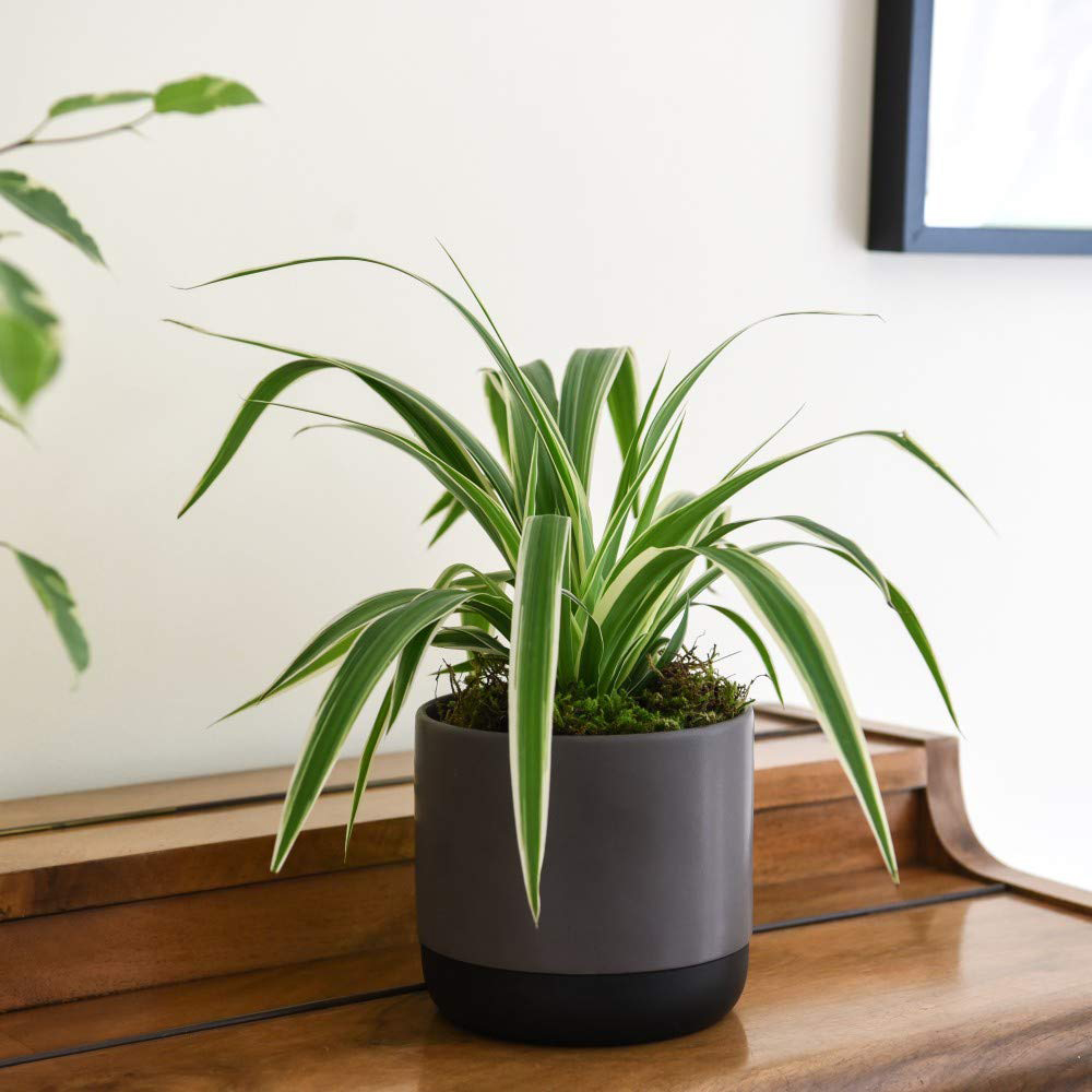 Thompson and Morgan Urban Jungle Collection Plant in Pot 3 Pack Image 4