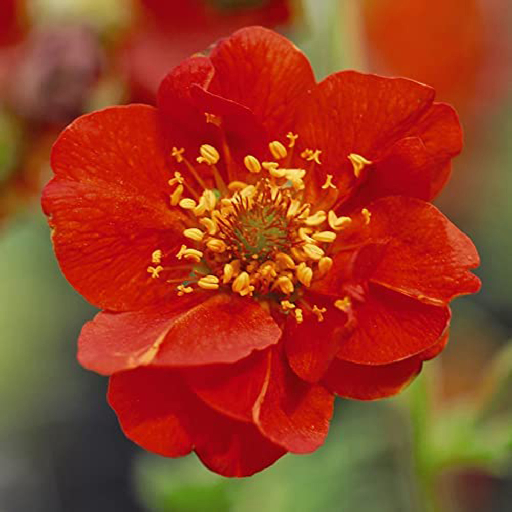 Thompson and Morgan Geum Mrs J. Bradshaw Plant Plug 48 Pack Image 4