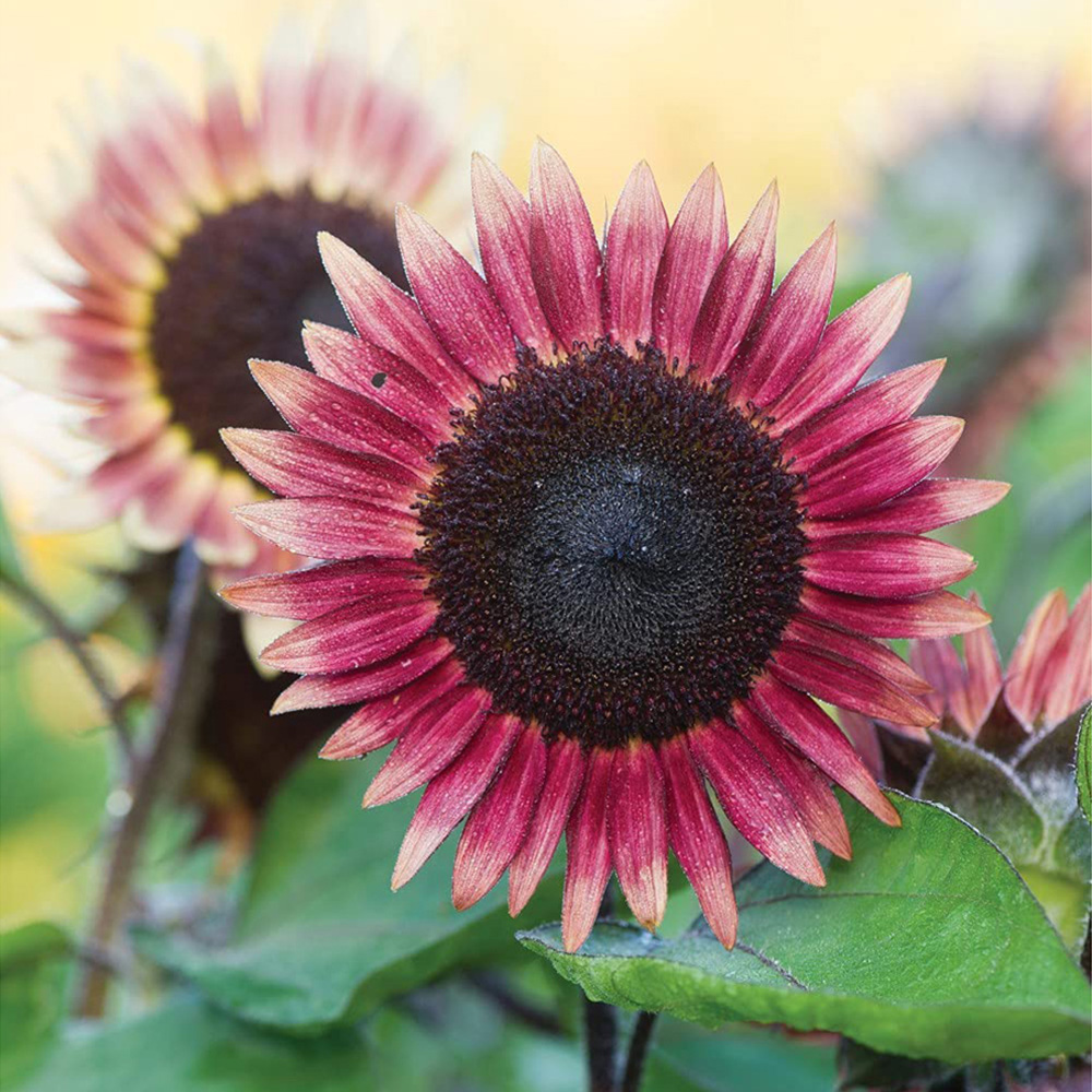 Thompson and Morgan Helianthus Annus Sunflower Ms Mars Seeds Image 3