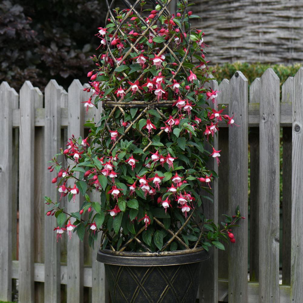 Thompson and Morgan Fuchsia Skyrocket Plant Pot 9cm 3 pack with Tower Pot Kit Image 2