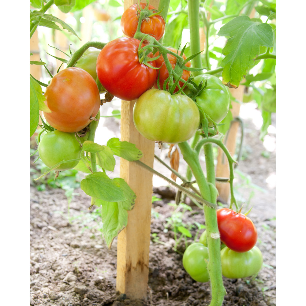 Inspirational Gifting Square Pointed Wooden Tree Stake 1.2m x 32mm 20 Pack Image 5