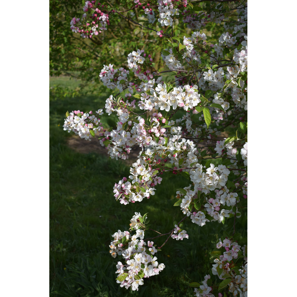 Frank P Matthews Trees Malus Evereste Maiden Tree Image 2