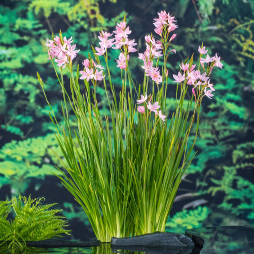 Thompson and Morgan Schizostylis Coccinea Mrs Hegarty Plant Pot 9cm 3 Pack Image 2