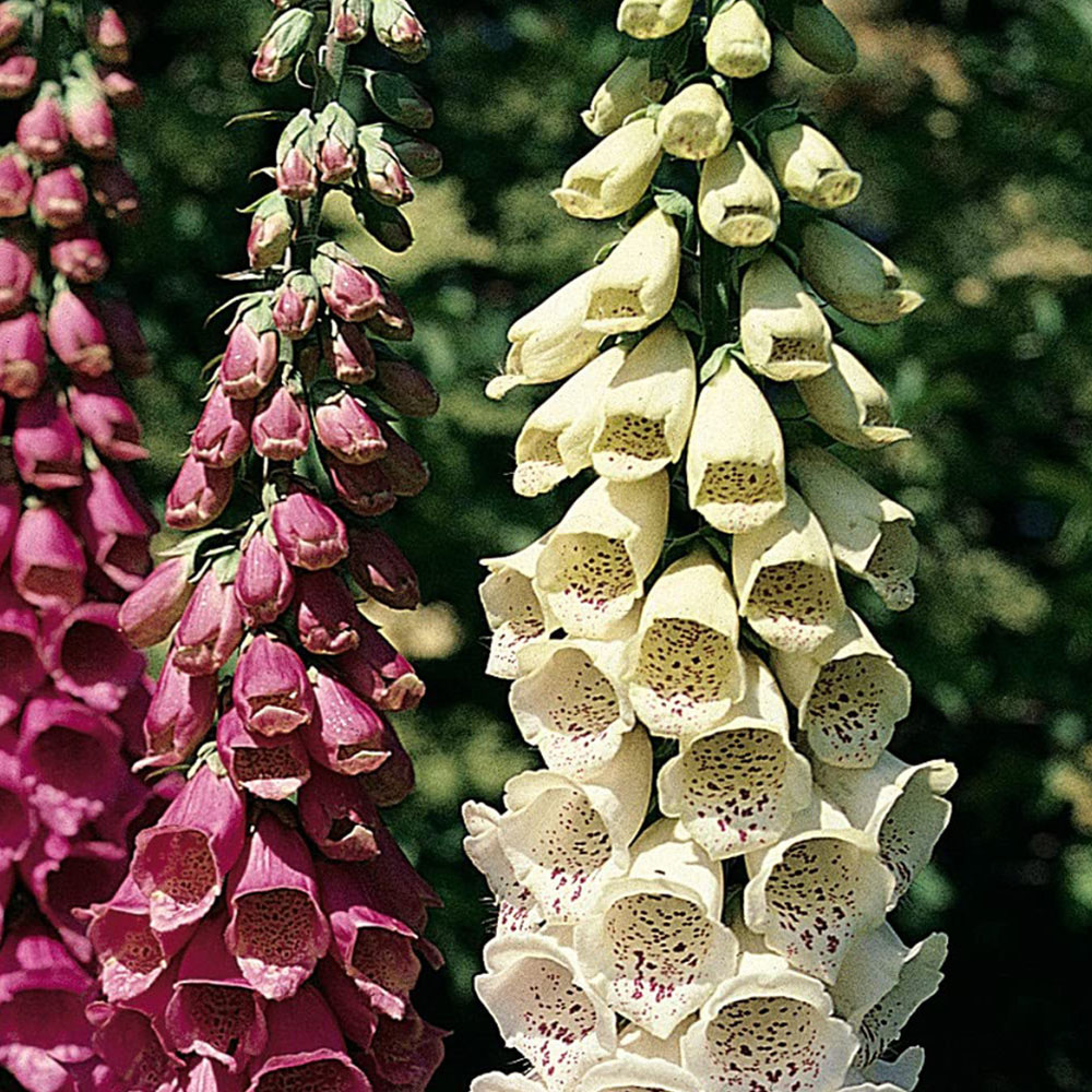 Thompson and Morgan Digitalis Foxglove Excelsior Garden Ready Plant 15 Pack Image 3