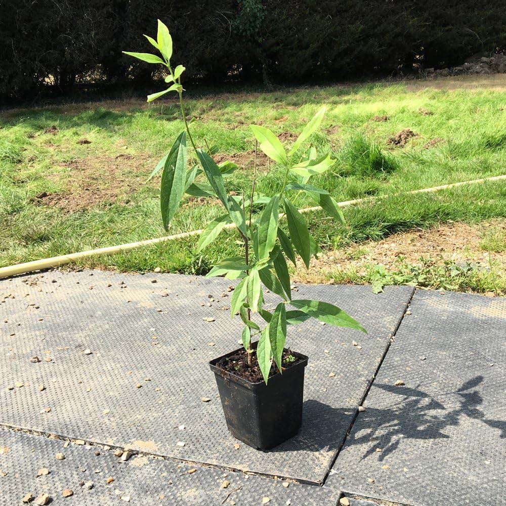 Thompson and Morgan Shrub Fragrant Winter Collection Plant Pot 9cm 3 Pack Image 7