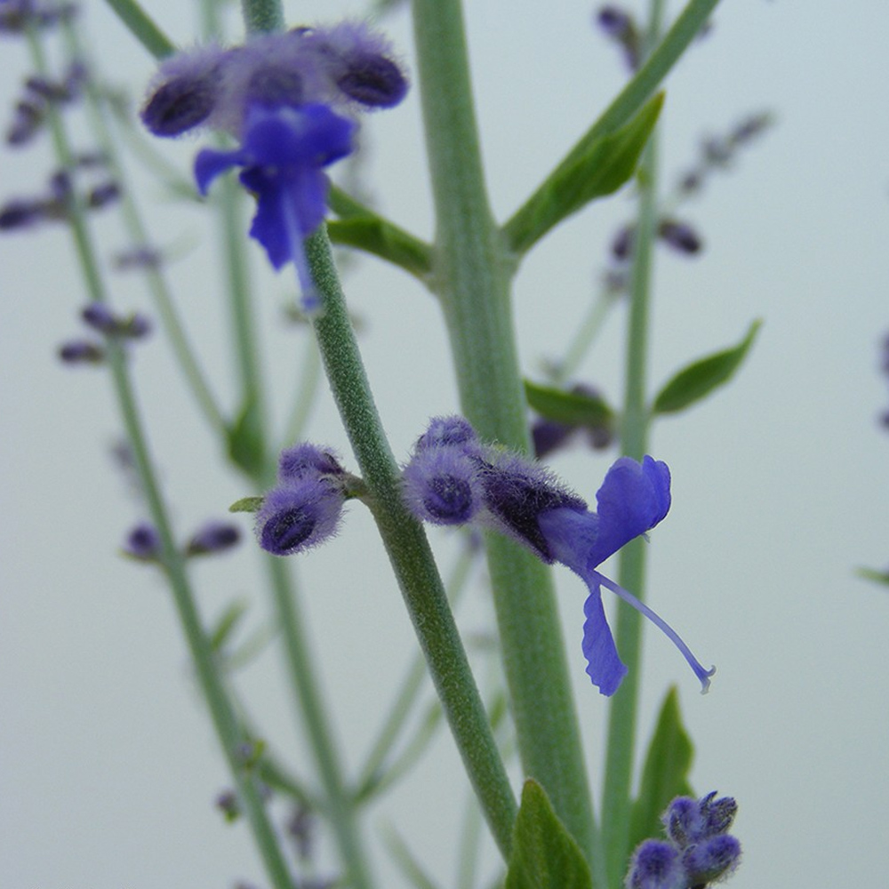 Thompson and Morgan Perovskia Atriplicifolia Little Spire Plant Pot 3.6L Image 1