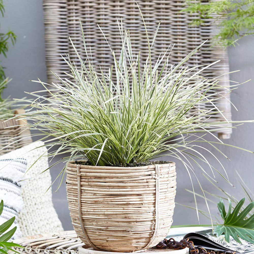 Thompson and Morgan Lomandra White Sands Potted Plant 9cm 3 Pack Image 2